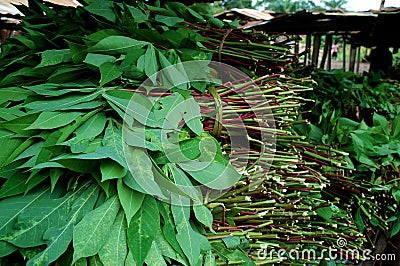 Cassava Leaves Stock Photo