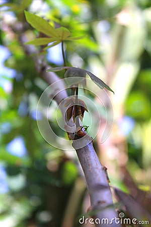 Cassava leaves or called manihot utilissima Stock Photo