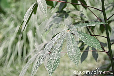 Cassava leaves with gray ashes after volcanic ash rain Stock Photo