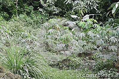 Cassava leaves with gray ashes after volcanic ash rain Stock Photo