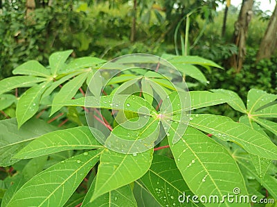 Cassava leaves are green and fresh Stock Photo