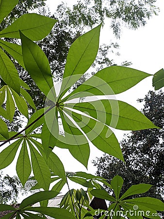Cassava leaves that grow well Stock Photo