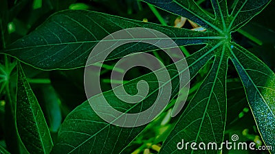 Cassava leaves for nature background Stock Photo