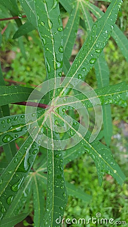 Cassava leaves with raindrops Stock Photo