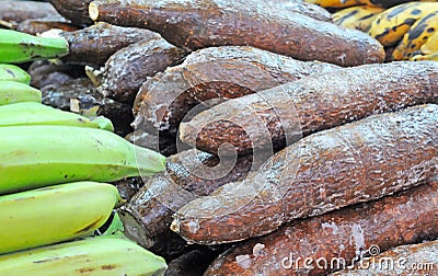 Cassava or manioc Stock Photo