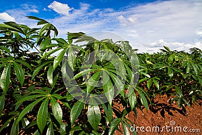 Cassava or manioc plant field Stock Photo