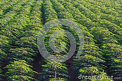 Cassava or manioc plant field Stock Photo