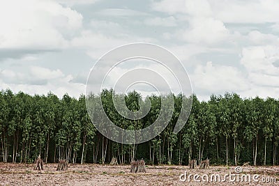 Cassava or manioc plant field Stock Photo