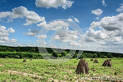 Cassava or manioc plant field in Thailand Stock Photo