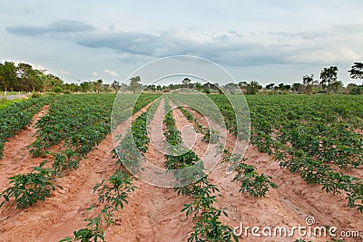 Cassava or manioc plant field in Thailand Stock Photo