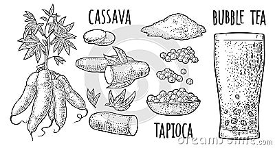 Cassava manioc plants and bubble milk tea glass. Vector vintage engraving Vector Illustration