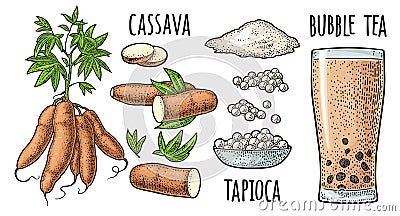Cassava manioc plants with leaves and tuber. Vector vintage engraving Vector Illustration