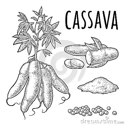 Cassava manioc plants with leaves and tuber. Vector vintage engraving Vector Illustration
