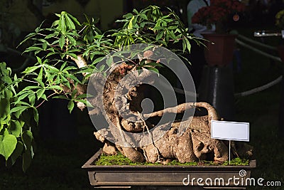 Cassava, Manioc root, Manihot, Mogo bonsai tree Stock Photo