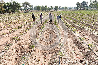 Cassava,manioc.tapioca field growing with drip irrigation syst Editorial Stock Photo