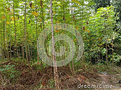 Cassava manioc tapioca plantation field, traditional farm beside the jungle in south east Asia Stock Photo