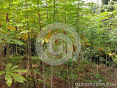 Cassava manioc tapioca plantation field, traditional farm beside the jungle in south east Asia Stock Photo