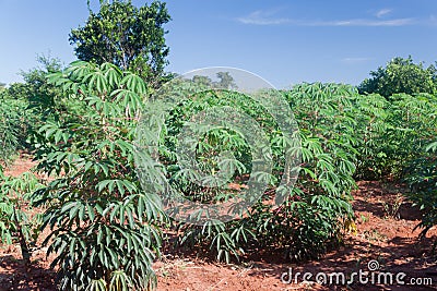 Cassava manioc, tapioca or yuca field Stock Photo