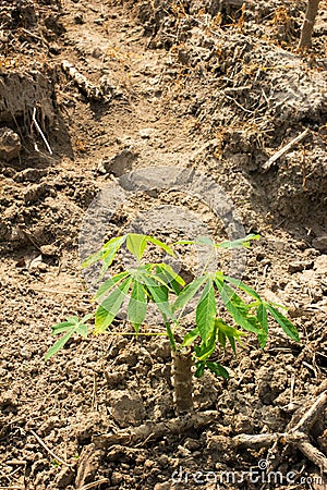 Cassava or manioc young plant field Stock Photo