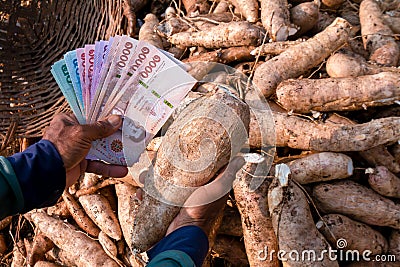 cassava and money thai baht in hand farmers money in manioc planting for buying and selling concept tapioca starch industry Stock Photo