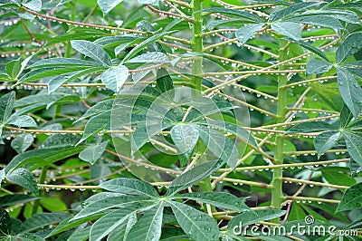 Cassava plant Stock Photo