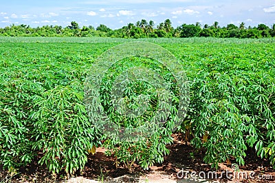 Cassava plant field. Stock Photo