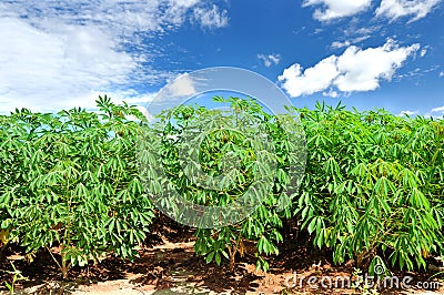 Cassava plant field. Stock Photo