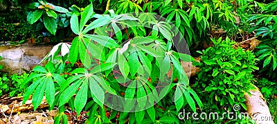 Cassava plant growing in a farm Stock Photo