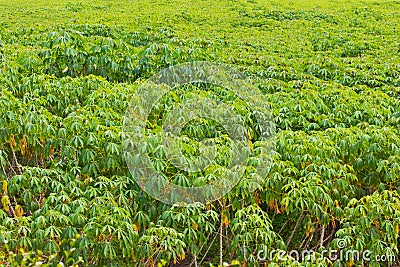 Cassava plantation Stock Photo