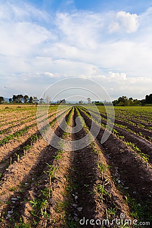 Cassava plantation Stock Photo