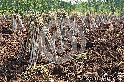 Cassava plantation agriculture and farming Stock Photo