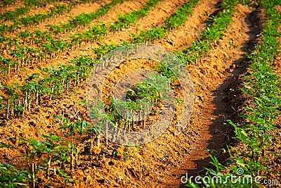 Cassava Plantation Stock Photo