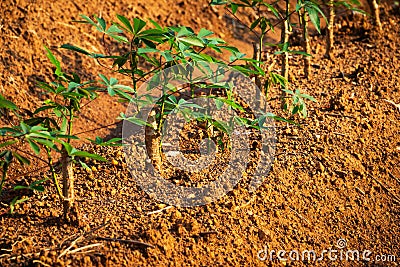 Cassava Plantation Stock Photo