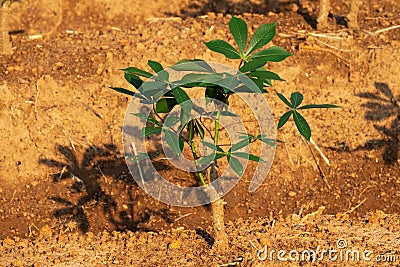 Cassava Plantation Stock Photo