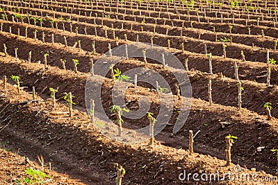 Cassava Plantation Stock Photo