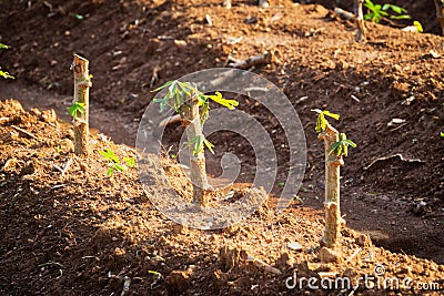 Cassava Plantation Stock Photo