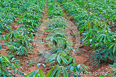 Cassava plantation Stock Photo