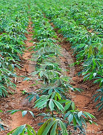 Cassava plantation Stock Photo