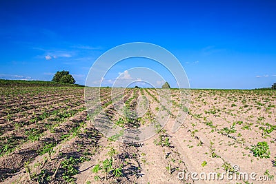 Cassava plantation Stock Photo