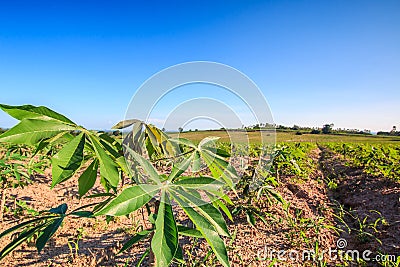 Cassava plantation Stock Photo