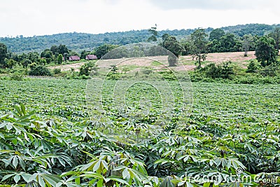 Cassava plantation Stock Photo