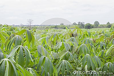 Cassava plantation Stock Photo