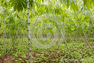 Cassava plantation Stock Photo