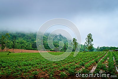 Cassava plantation farming Stock Photo