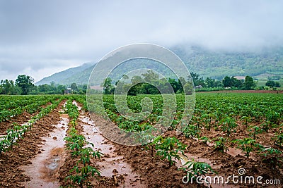 Cassava plantation farming Stock Photo