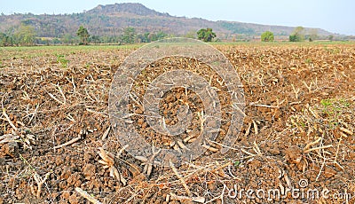 Cassava plantation and harvest in Thailand Stock Photo