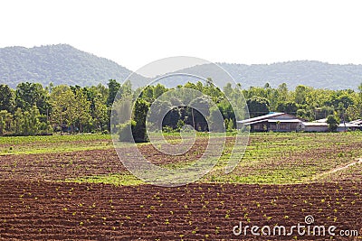 Cassava plantation housing Stock Photo