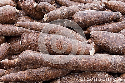 Cassava Root Stock Photo