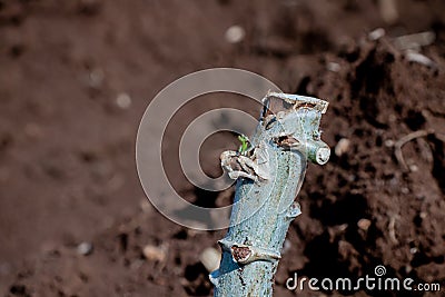 Cassava stalk close-up, tapioca plantation in farmland, yucca agriculture plant concept Stock Photo