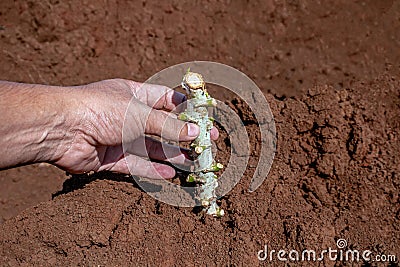 Cassava stalk in hand, tapioca plantation in farmland, yucca agriculture plant concept Stock Photo